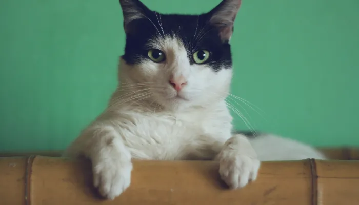 Are Human to Cat Translators Real?