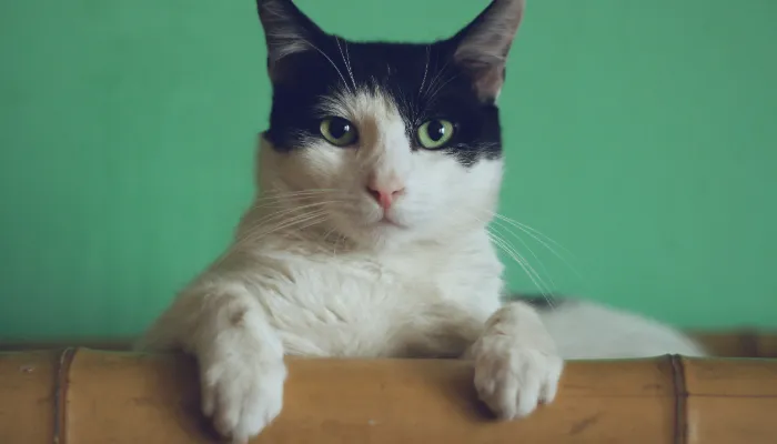 Can Cat Language Translators Really Work? Can Cat Language Translators Really Work?