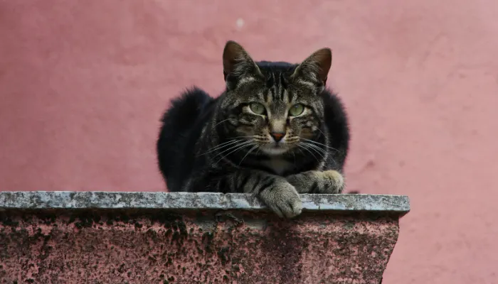 Can Cat Meow Translators Be Trusted? Can Cat Meow Translators Be Trusted?