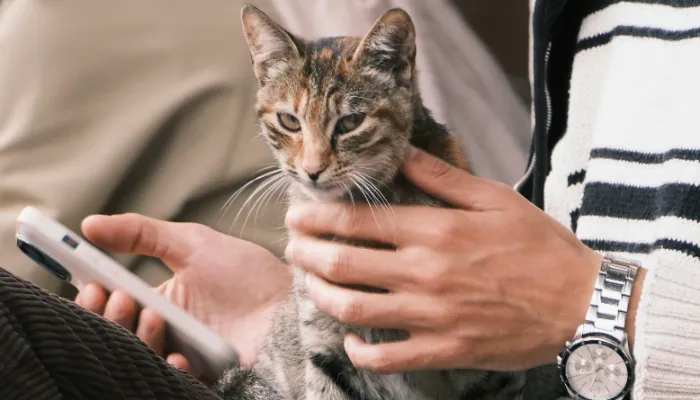 Classification of Human to Cat Translators Classification of Human to Cat Translators