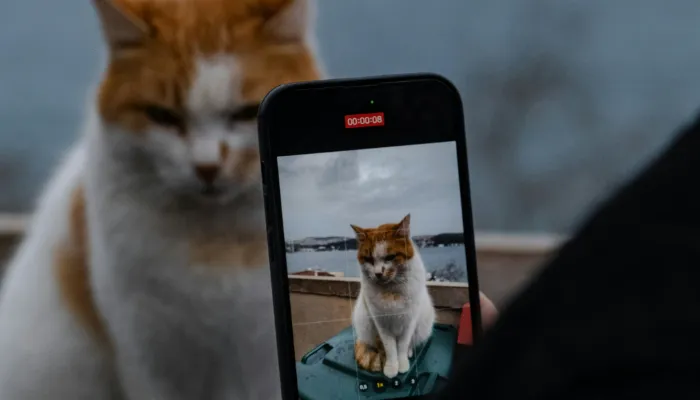 Free Online Cat Translator Tools