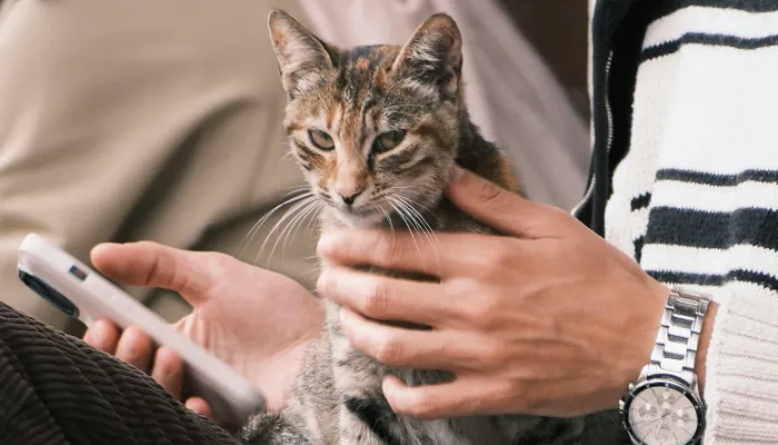 Frequently Asked Questions About Cat Translators