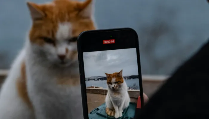 How Can You Better Understand Your Cat? How Can You Better Understand Your Cat?