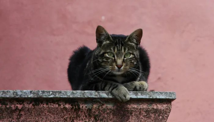 How Do Cats Say “Good Bye”?