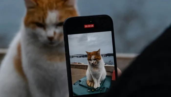 How Do Cats Say “No”?