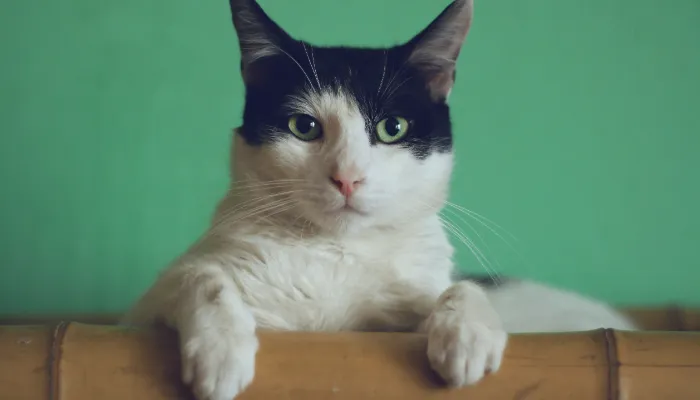 How Do Cats Say “Thank You”?