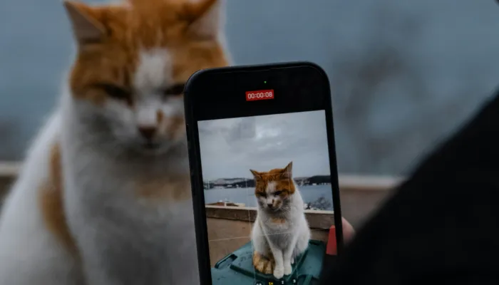 How Do I Say “Hello” in Cat Translator?