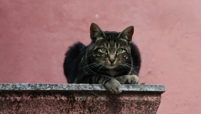 How Do I Say “Thank You” in Cat Translator?