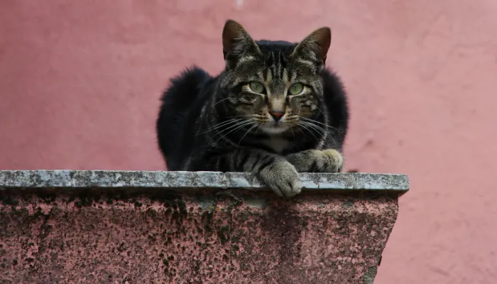 How Does a Cat Translator Work?