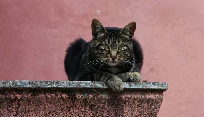 How to Choose the Best Cat Translator App?