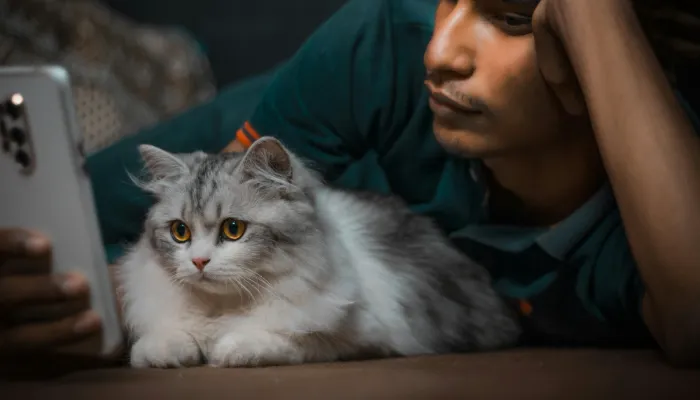 Human To Cat Translator: What is That? Human To Cat Translator: What is That?