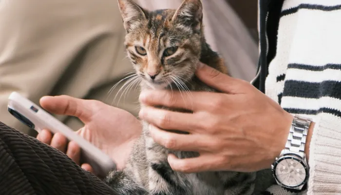 Training Your Cat to Respond to Commands