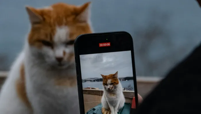 User Reviews: What Cat Owners Are Saying