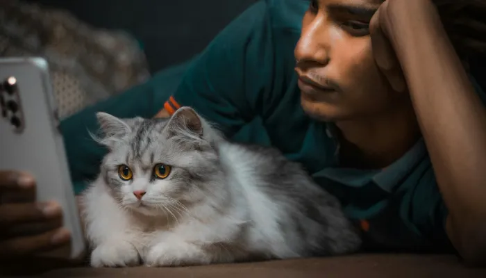 How Cat Translators Work? How Cat Translators Work?