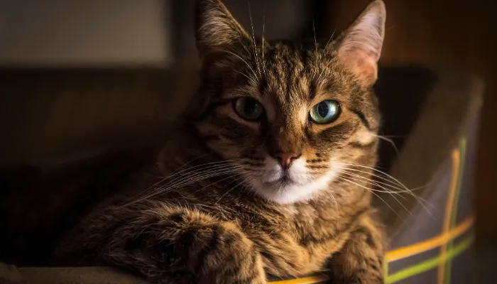 Non-Meow Vocalizations Non-Meow Vocalizations