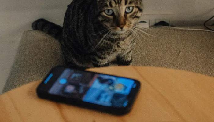 The Best Cat Translator Apps in 2025 The Best Cat Translator Apps in 2025