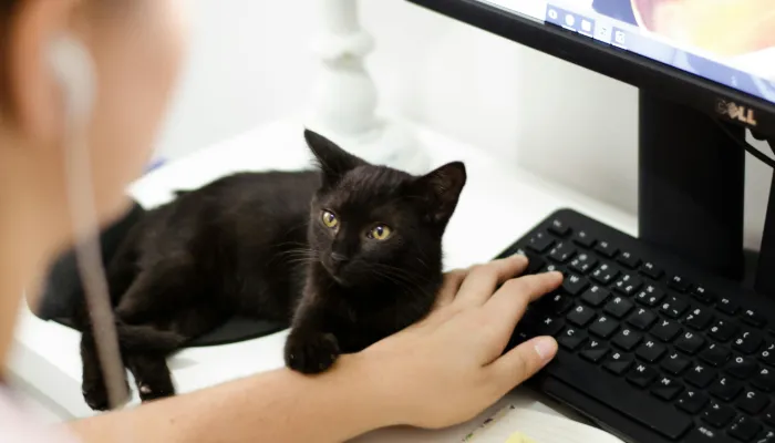 Tips for Using Cat Translators Tips for Using Cat Translators