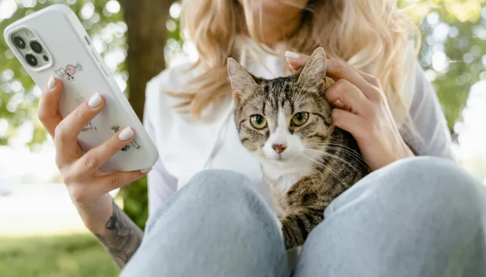 Why Cats Meow: Primary Reasons Why Cats Meow: Primary Reasons