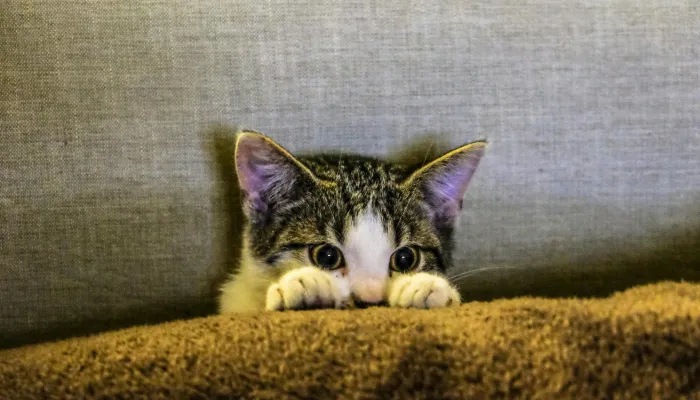 Are Human to Cat Translators Real?