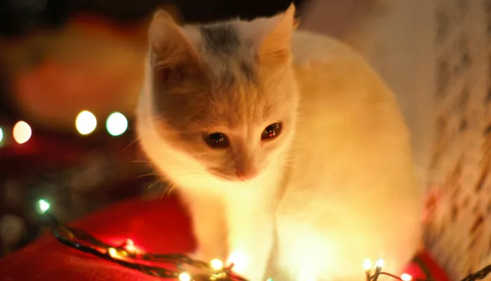 Can Cat Language Translators Really Work? Can Cat Language Translators Really Work?