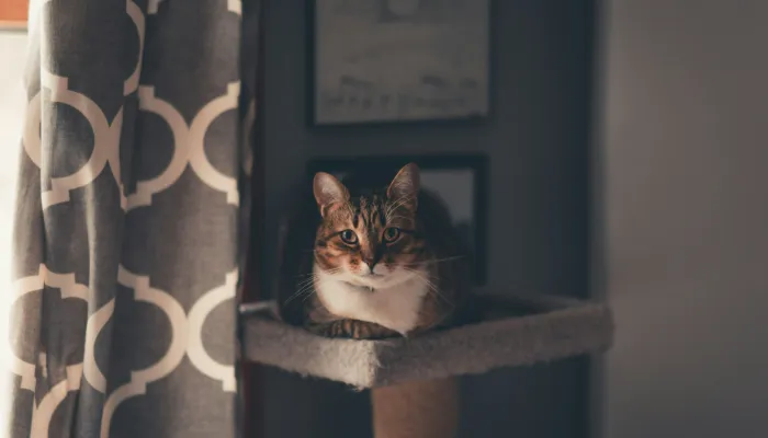 Can Cat Meow Translators Be Trusted? Can Cat Meow Translators Be Trusted?