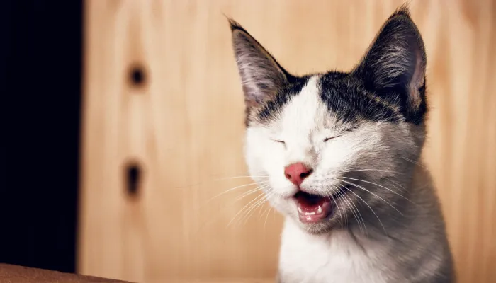 Can a Human to Cat Translator Truly Work? Can a Human to Cat Translator Truly Work?