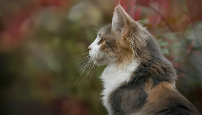 Cat Language Translator: What is It? Cat Language Translator: What is It?