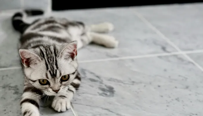 Cat Meow Translator: What is It? Cat Meow Translator: What is It?
