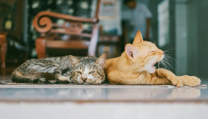 Cat Translator App: All You Need to Know Cat Translator App: All You Need to Know