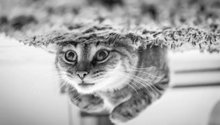 Do Cats Really Have a Language? Do Cats Really Have a Language?