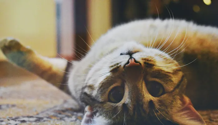 English to Cat Translator: Brief Understanding English to Cat Translator: Brief Understanding