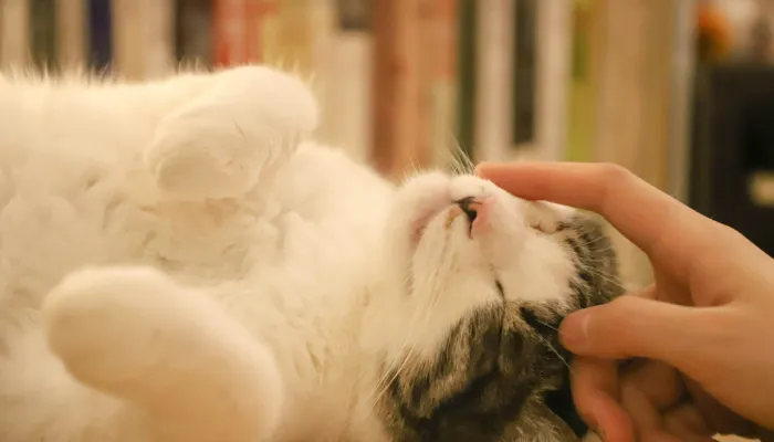 How Can You Better Understand Your Cat? How Can You Better Understand Your Cat?