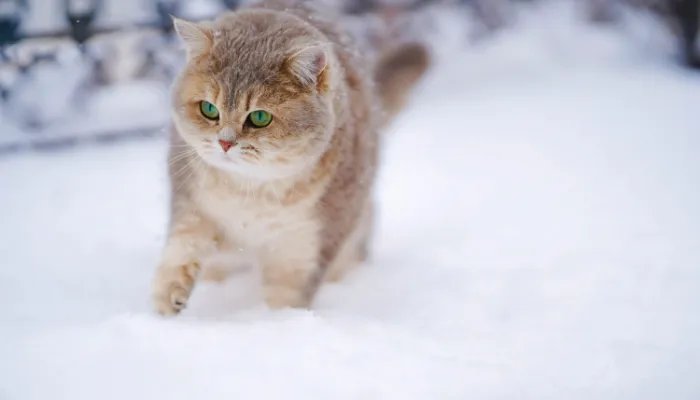 How Do Cats Say “Hello”?