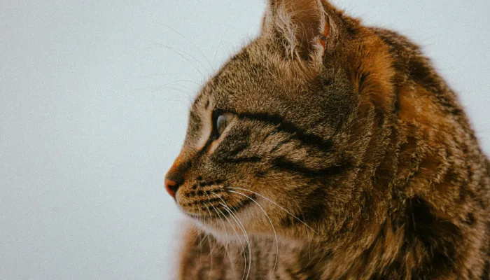 How Do Cats Say “I Hate You”?