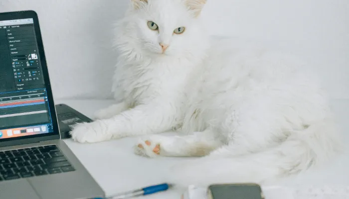 How Do Cats Say “I Love You”?