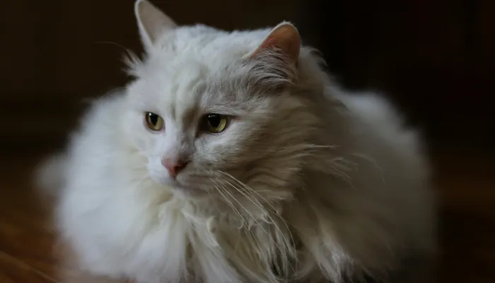 How Do Cats Say “I’m Sorry”?