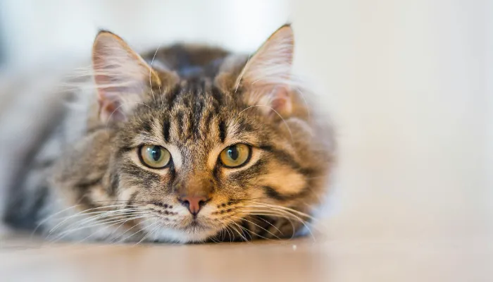 How Do Cats Say “No”?