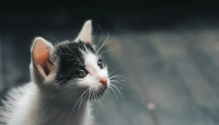 How Do Cats Say “Thank You”?