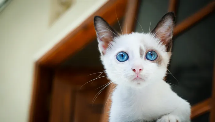 How Do Cats Say “Yes”?