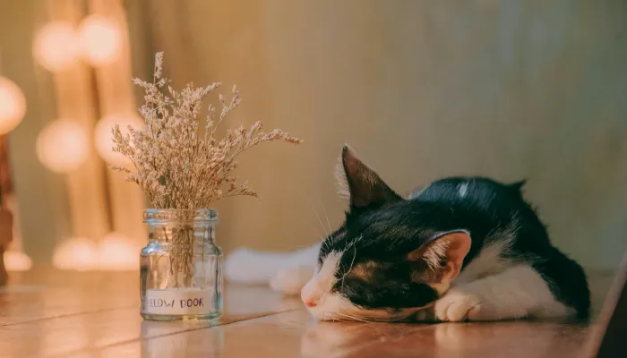 How Do I Say “Good Bye” in Cat Translator?