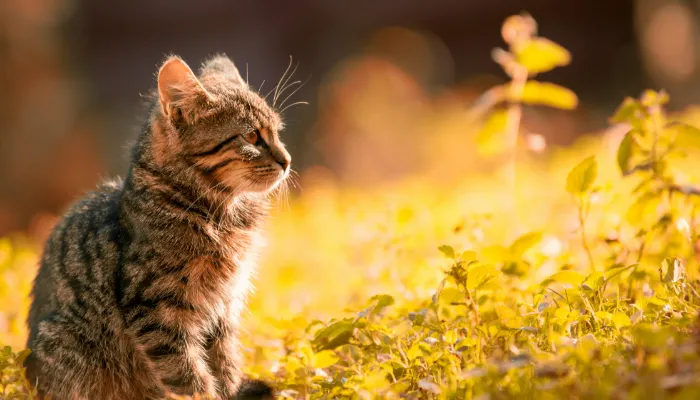 How Do I Say “I Hate You” in Cat Translator?