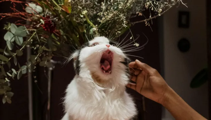 How Do I Say “I am sorry” in Cat Translator?