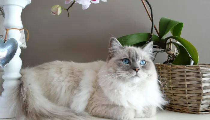 How Do I Say “No” in Cat Translator?