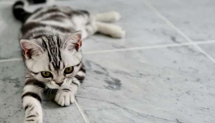 How Do I Say “Thank You” in Cat Translator?