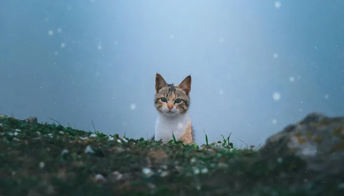 How Do I Say “Yes” in Cat Translator?