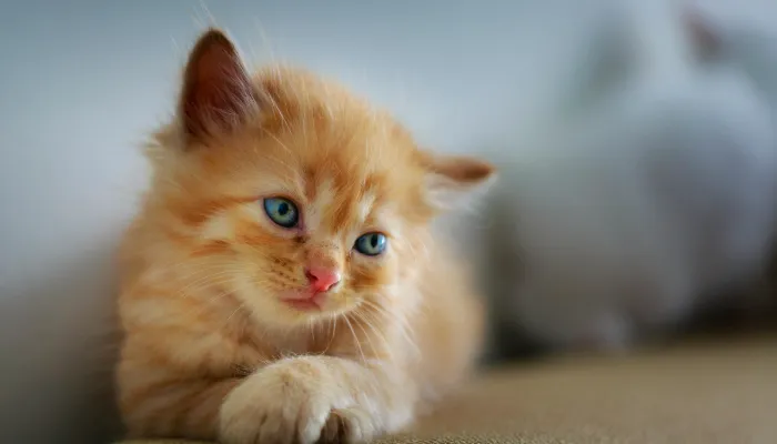How Do You Say Hi in Cat Talk?