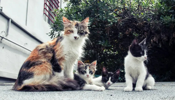 How Does an English to Cat Language Translator Online Work? How Does an English to Cat Language Translator Online Work?