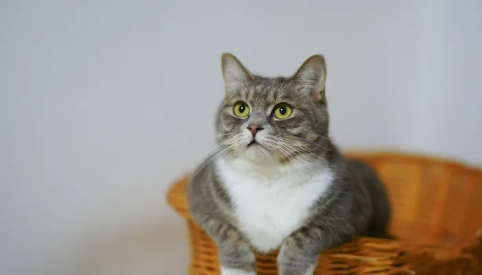 How to Choose the Best Cat Translator App? How to Choose the Best Cat Translator App?