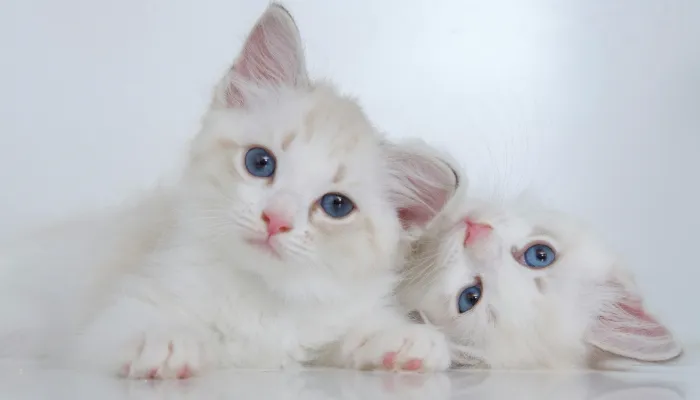 How to Use the Cat Translator App?