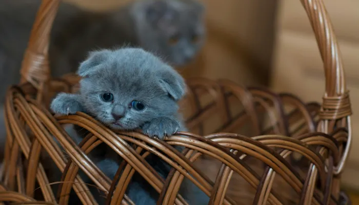 Human To Cat Translator: What is That? Human To Cat Translator: What is That?